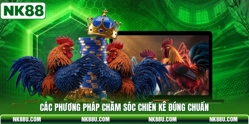Các phương pháp chăm sóc chiến kê đúng chuẩn