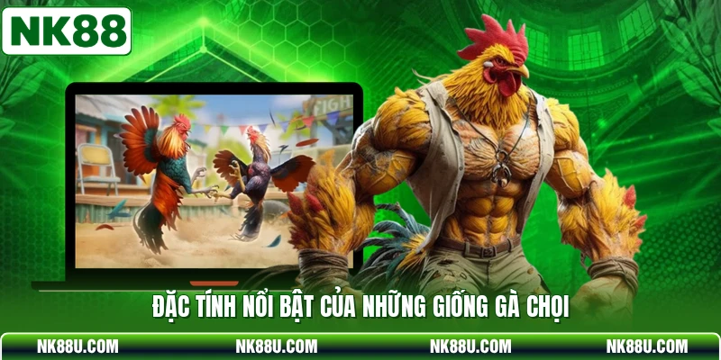 Đặc tính nổi bật của những giống gà chọi