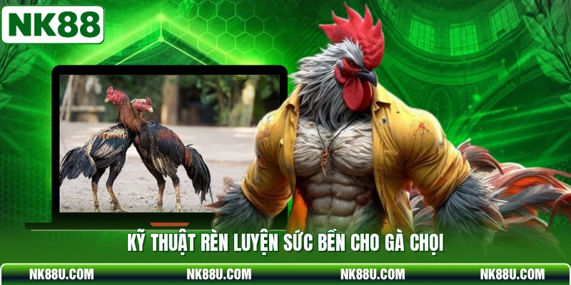 Kỹ thuật rèn luyện sức bền cho gà chọi