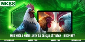 Mẹo Nuôi & Huấn Luyện Đá Gà Cựa Sắt Bách - Bí Kíp Hay